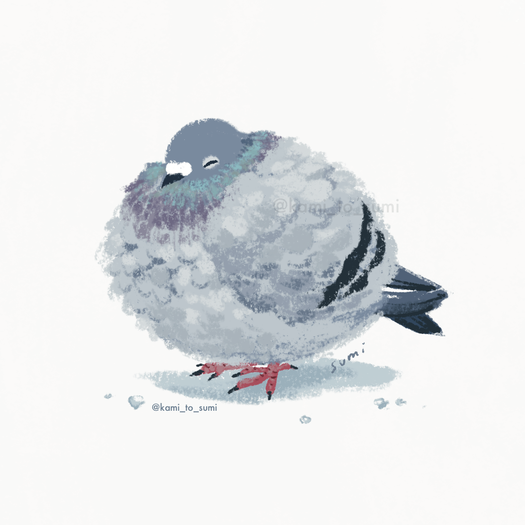 Fluffy Pigeon (2022)